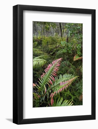 Waipoua Forest, North Island, New Zealand-David Noyes-Framed Photographic Print