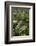 Waipoua Forest, North Island, New Zealand-David Noyes-Framed Photographic Print