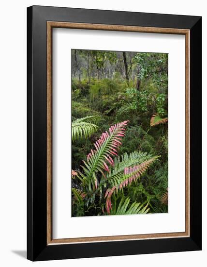 Waipoua Forest, North Island, New Zealand-David Noyes-Framed Photographic Print