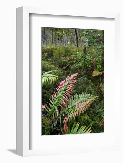 Waipoua Forest, North Island, New Zealand-David Noyes-Framed Photographic Print