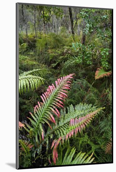 Waipoua Forest, North Island, New Zealand-David Noyes-Mounted Photographic Print
