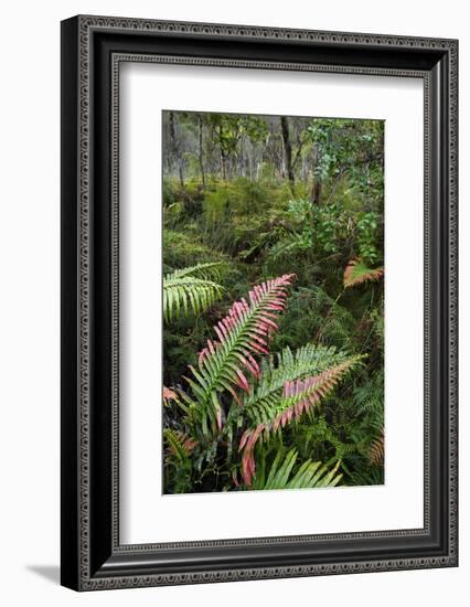 Waipoua Forest, North Island, New Zealand-David Noyes-Framed Photographic Print