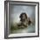 Waiting for a Cue German Shorthaired Pointer-Jai Johnson-Framed Premium Giclee Print