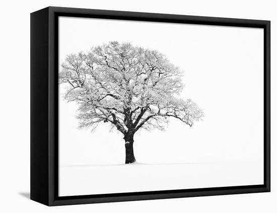 Waiting for Spring-Doug Chinnery-Framed Premier Image Canvas