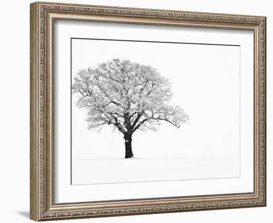 Waiting for Spring-Doug Chinnery-Framed Photographic Print