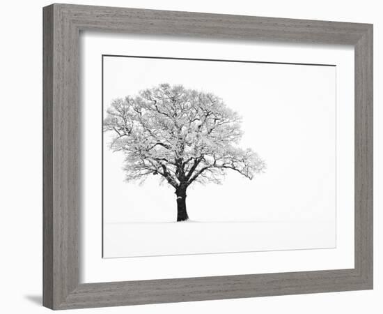 Waiting for Spring-Doug Chinnery-Framed Photographic Print