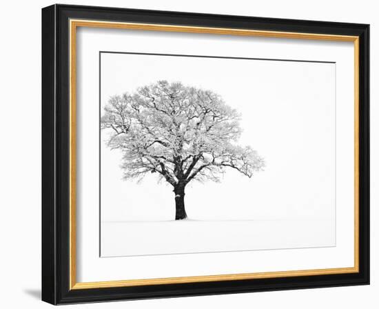 Waiting for Spring-Doug Chinnery-Framed Photographic Print