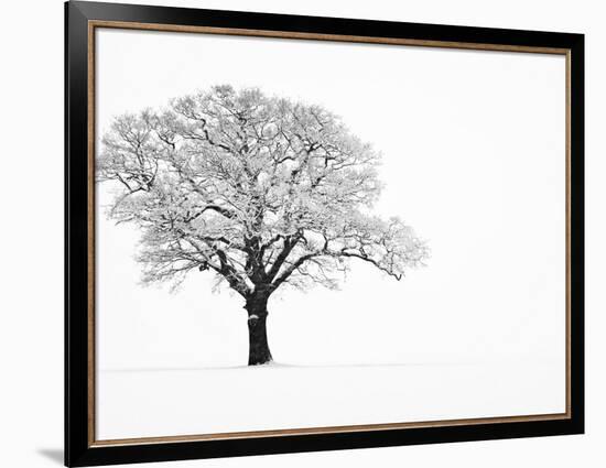 Waiting for Spring-Doug Chinnery-Framed Photographic Print