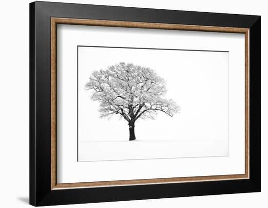 Waiting for Spring-Doug Chinnery-Framed Photographic Print