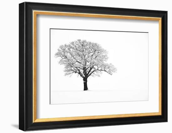 Waiting for Spring-Doug Chinnery-Framed Photographic Print