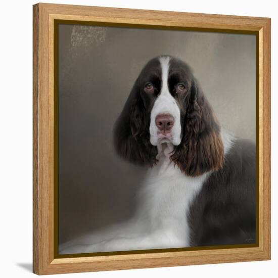 Waiting Patiently English Springer Spaniel-Jai Johnson-Framed Premier Image Canvas