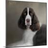 Waiting Patiently English Springer Spaniel-Jai Johnson-Mounted Giclee Print