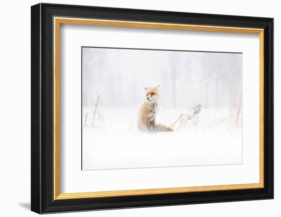 Waiting...-Doris Reindl-Framed Photographic Print