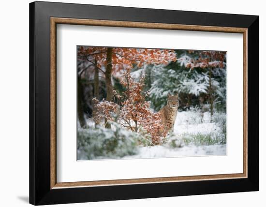 Waiting-Michaela Firesova-Framed Photographic Print