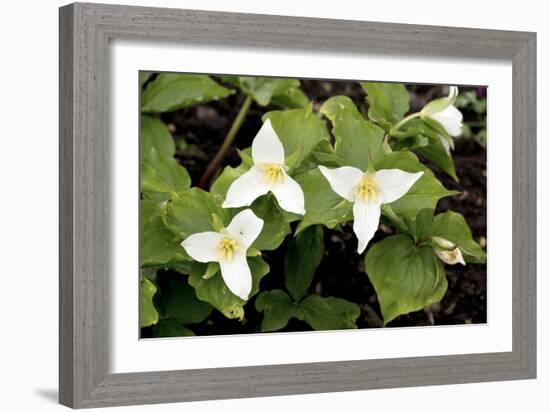 Wake Robin (Trillium Grandiflorum)-Bob Gibbons-Framed Photographic Print