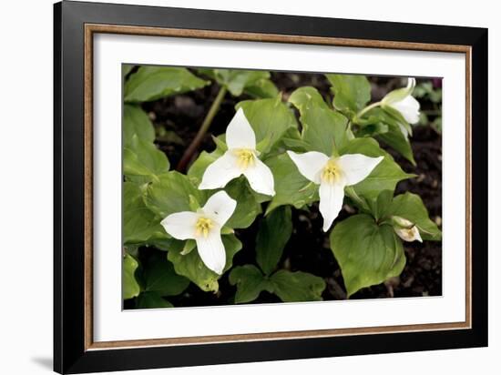 Wake Robin (Trillium Grandiflorum)-Bob Gibbons-Framed Photographic Print