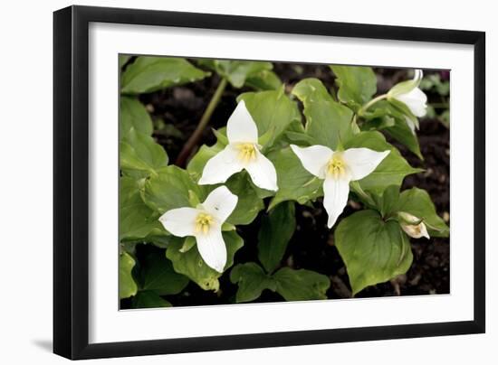 Wake Robin (Trillium Grandiflorum)-Bob Gibbons-Framed Photographic Print