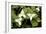 Wake Robin (Trillium Grandiflorum)-Bob Gibbons-Framed Photographic Print