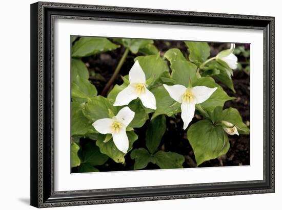 Wake Robin (Trillium Grandiflorum)-Bob Gibbons-Framed Photographic Print