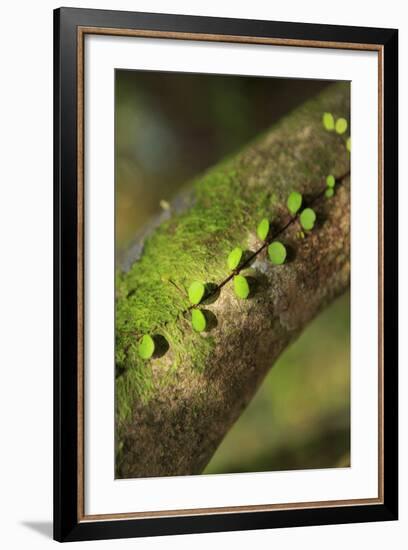Walau Falls Scenic Reserve, Coromandel Peninsula, North Island, New Zealand-Paul Dymond-Framed Photographic Print