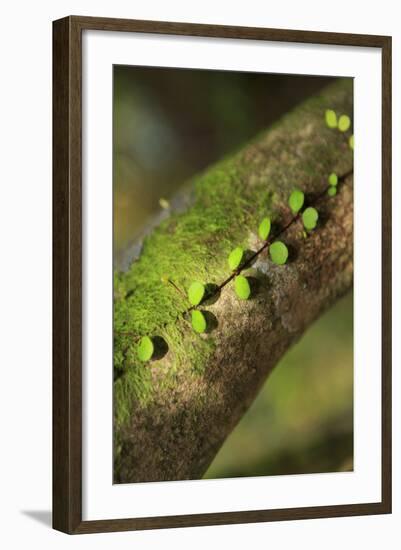 Walau Falls Scenic Reserve, Coromandel Peninsula, North Island, New Zealand-Paul Dymond-Framed Photographic Print