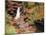 Wald, Bach, Herbst, AuvŸen, Wildbach, Wasserfall, Wasser-Thonig-Mounted Photographic Print