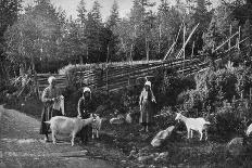 Goat Farming in Dalarna, Sweden, 1908-1909-Wald Zachrisson-Mounted Giclee Print