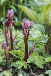 Blossoming rhubarb-Waldemar Langolf-Framed Photographic Print