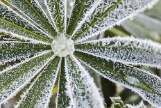 frost-covered Lupinus leaves-Waldemar Langolf-Photographic Print