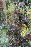 Aquilegia Vulgaris hybrid 'Black of Barlow' in the bud, spring-Waldemar Langolf-Framed Photographic Print