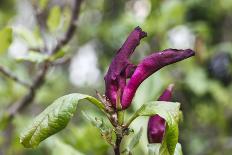 Aquilegia Vulgaris hybrid 'Black of Barlow' in the bud, spring-Waldemar Langolf-Framed Photographic Print