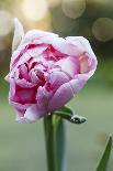 Aquilegia Vulgaris hybrid 'Black of Barlow' in the bud, spring-Waldemar Langolf-Framed Photographic Print