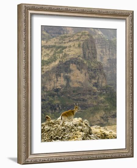 Walia Ibex and Gelada Baboon, Simen National Park, Northern Ethiopia-Janis Miglavs-Framed Photographic Print