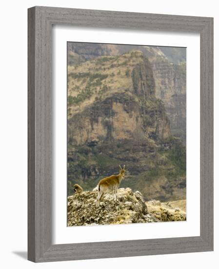 Walia Ibex and Gelada Baboon, Simen National Park, Northern Ethiopia-Janis Miglavs-Framed Photographic Print