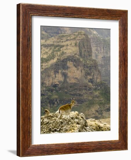 Walia Ibex and Gelada Baboon, Simen National Park, Northern Ethiopia-Janis Miglavs-Framed Photographic Print