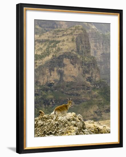 Walia Ibex and Gelada Baboon, Simen National Park, Northern Ethiopia-Janis Miglavs-Framed Photographic Print