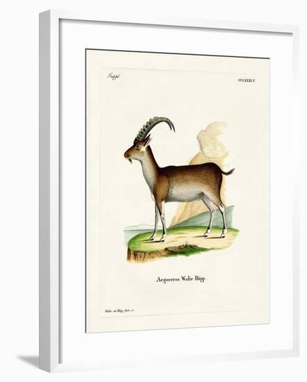 Walia Ibex-null-Framed Giclee Print