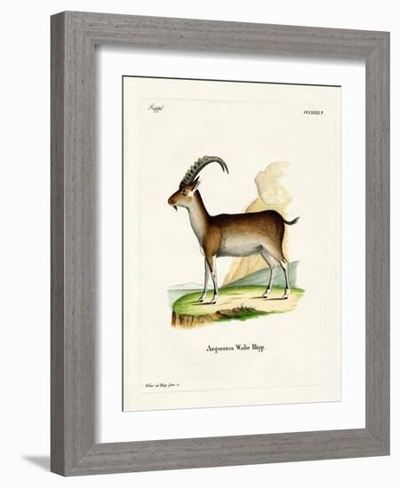 Walia Ibex-null-Framed Giclee Print