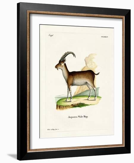 Walia Ibex-null-Framed Giclee Print