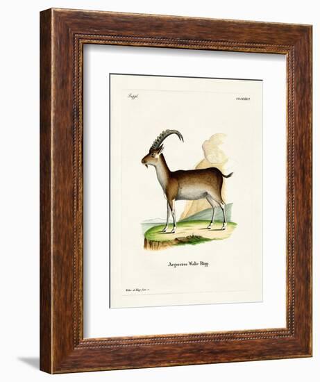 Walia Ibex-null-Framed Giclee Print