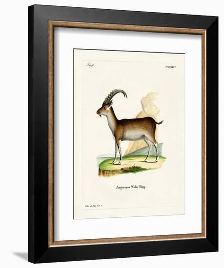 Walia Ibex-null-Framed Giclee Print