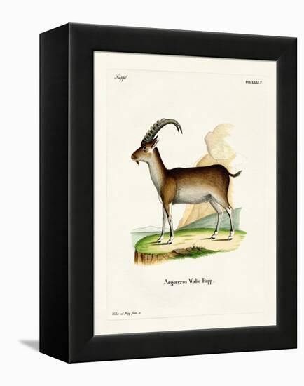 Walia Ibex-null-Framed Premier Image Canvas