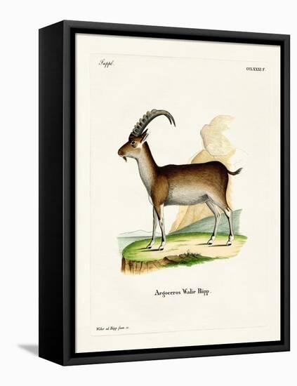 Walia Ibex-null-Framed Premier Image Canvas