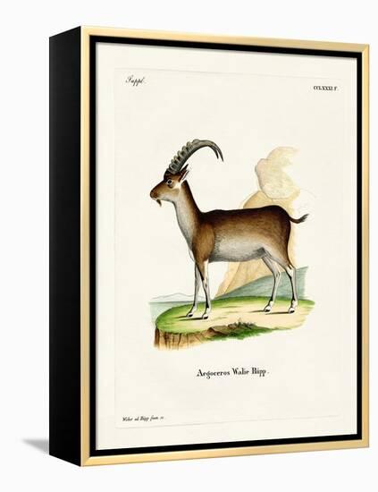 Walia Ibex-null-Framed Premier Image Canvas