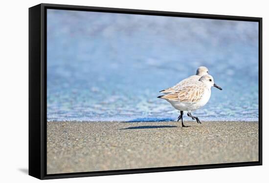 Walk Along The Coast-Bruce Nawrocke-Framed Premier Image Canvas