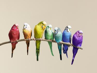 rainbow parakeet for sale