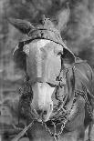 Mule in Hale County, Alabama, c.1936-Walker Evans-Photographic Print