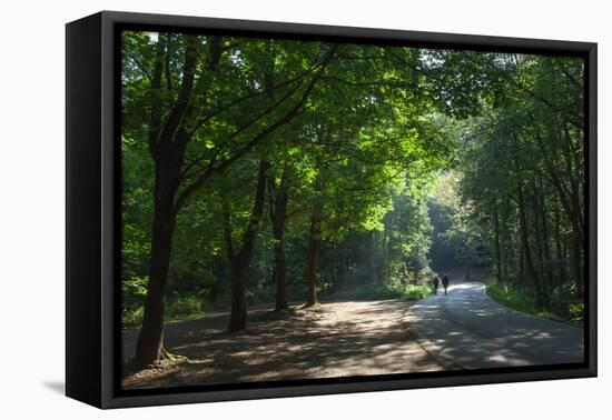 Walkers on a forest road in the Pfalz area, Germany, Europe-James Emmerson-Framed Premier Image Canvas