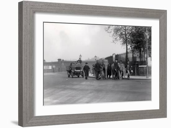 Walking a Pair of Elephants from the Docks in 1923 to Zsl London Zoo-Frederick William Bond-Framed Photographic Print