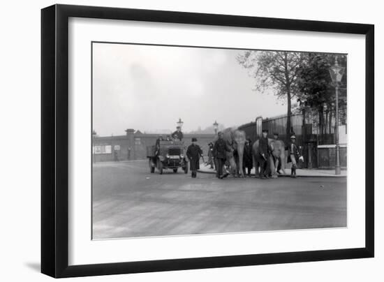 Walking a Pair of Elephants from the Docks in 1923 to Zsl London Zoo-Frederick William Bond-Framed Photographic Print